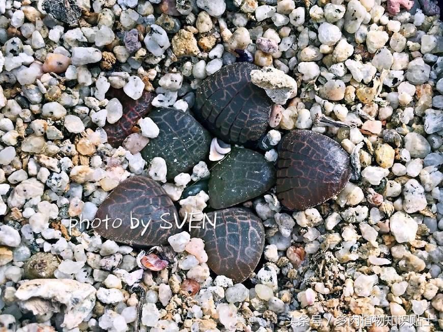 国外可以买的多肉,国外买植物