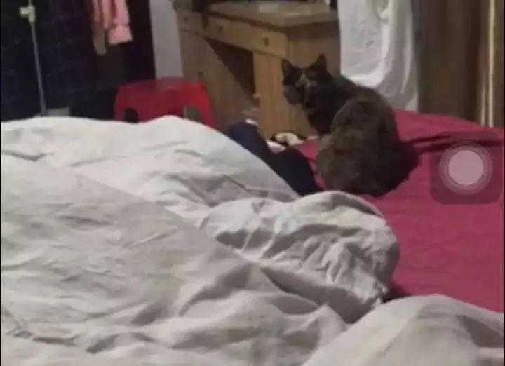 玳瑁猫最丑的猫,玳瑁猫长得好凶