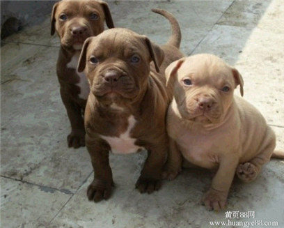 杜高幼犬vs比特幼犬,比特幼犬怎么挑