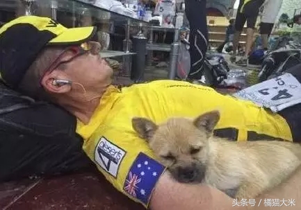 我们本国狗有哪些,中国的狗和外国的狗哪个更乖