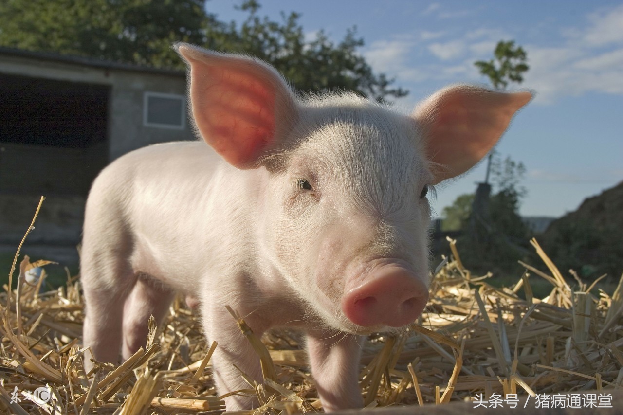 小猪换了饲料拉稀可以自愈吗,小猪断奶饲料加什么药防止拉稀