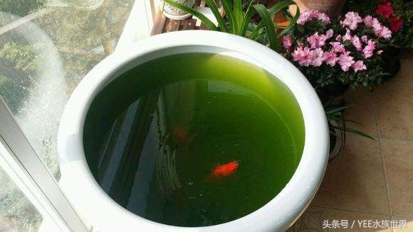 天气太冷金鱼冬眠怎么办,冬天怎么判断金鱼冬眠