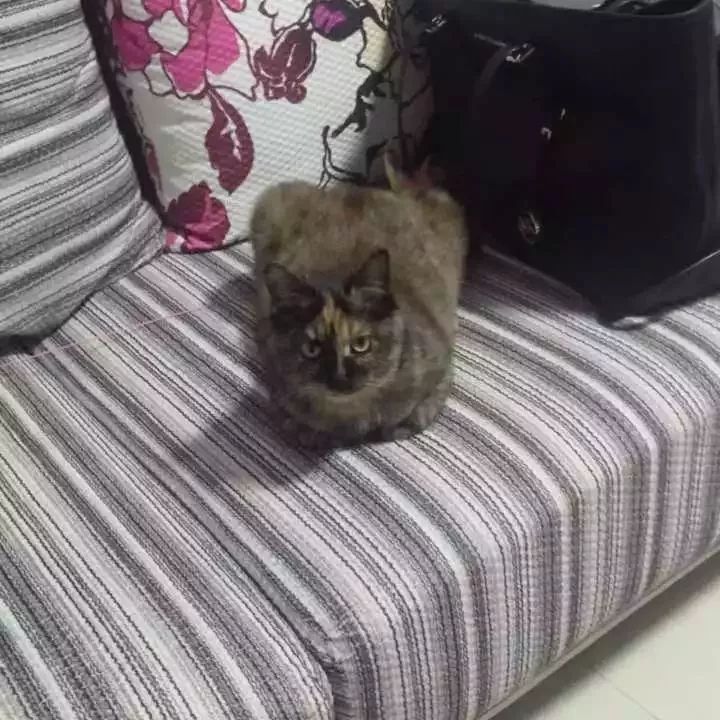 玳瑁猫最丑的猫,玳瑁猫长得好凶