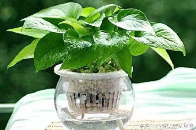 绿萝怎么养才能更旺盛可以浇啤酒,绿萝爆盆要放什么药片
