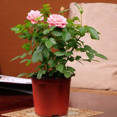 盆栽玫瑰花怎么剪枝,盆栽玫瑰花的剪枝方法