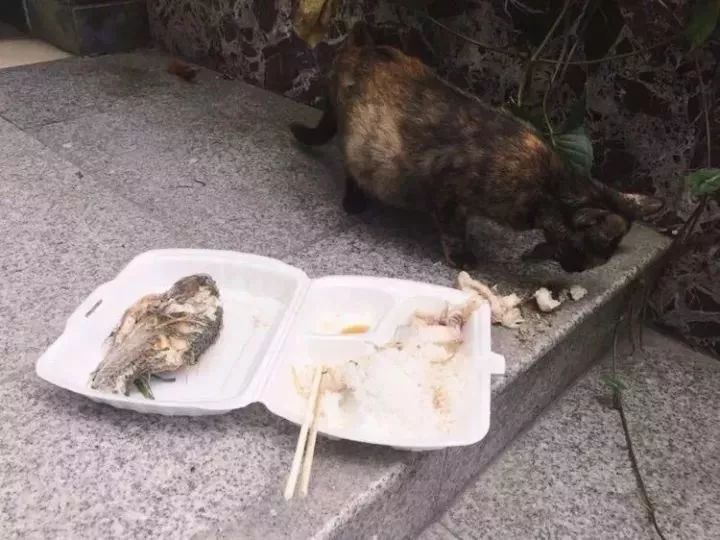玳瑁猫最丑的猫,玳瑁猫长得好凶