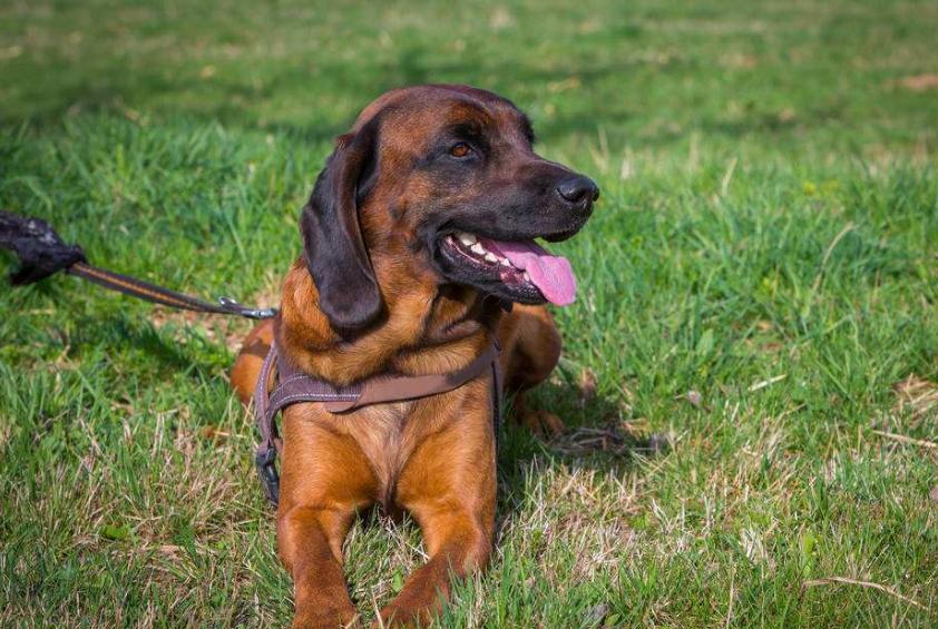 狗狗的品种以及品种的遗传病，*友狗**们要多加注意啊！