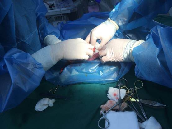 武汉联合动物医院：狗狗剖腹产是怎样的？