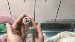 猫咪生产前12个小时的状况,猫咪生产小猫卡在产道怎么办