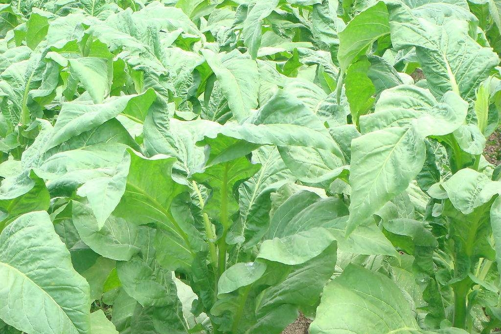 烟醉过后就很难戒烟了吗,吸了几十年烟现在戒烟来得及吗