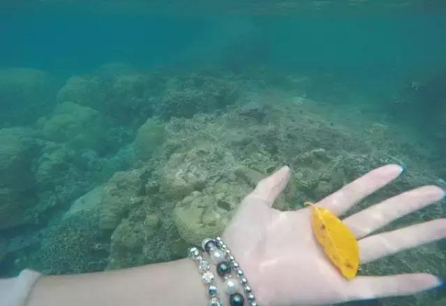 帕劳归来不看海视频,帕劳归来不看海