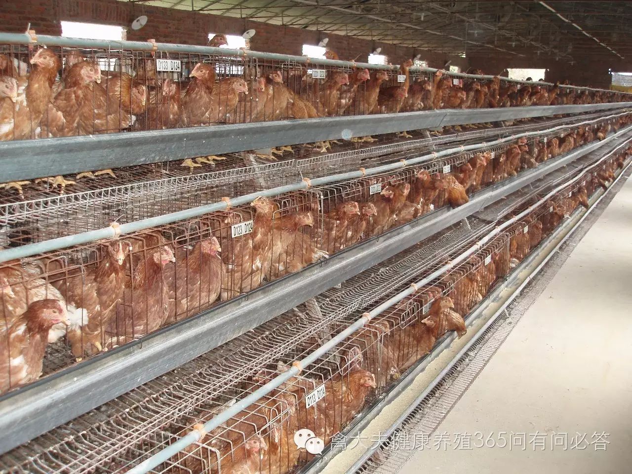 怎么让产蛋鹅多下蛋,让蛋鸭多产蛋的方法