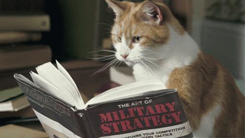 毛小汪训犬课堂,狗狗泪痕重是什么原因引起的