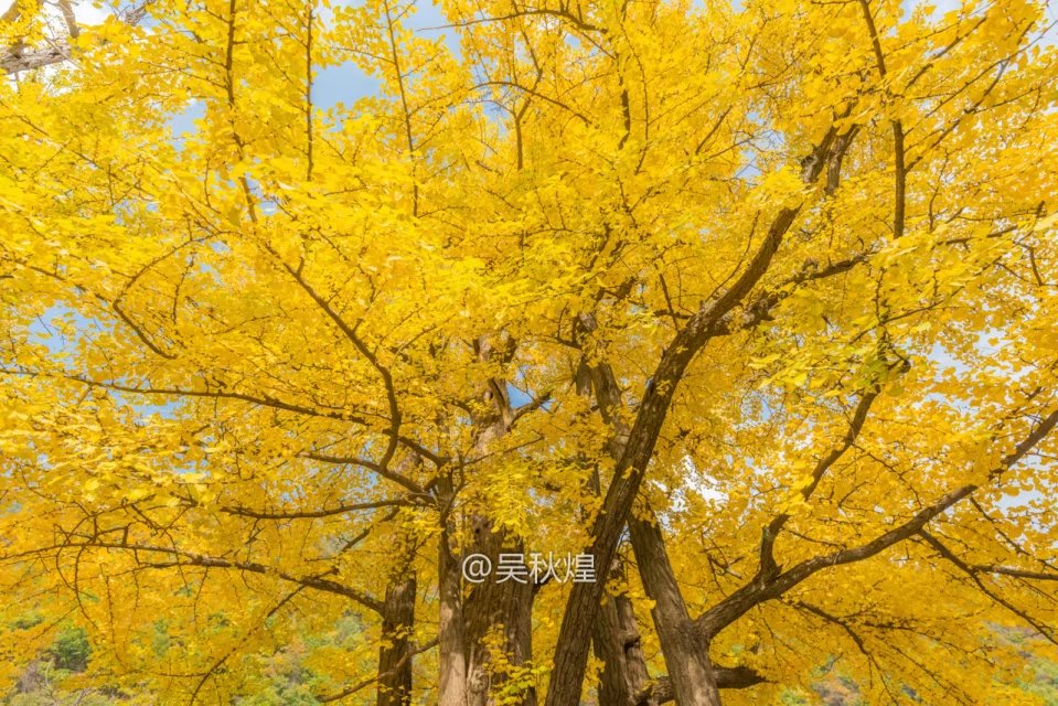 洛阳千年银杏林免费景点,洛阳有银杏叶的公园视频