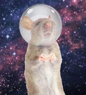 十种曾到过太空的动物,中国有哪些进入太空的动物