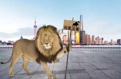 毛发物体抠图方法,快速抠毛发的方法