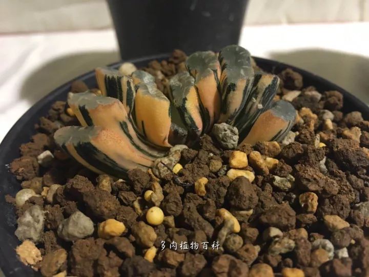 公认最美4种多肉植物图片,2014年上海多肉植物展图片