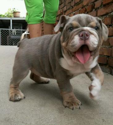 英牛法牛哪个好看,英牛和法牛区别好玩吗