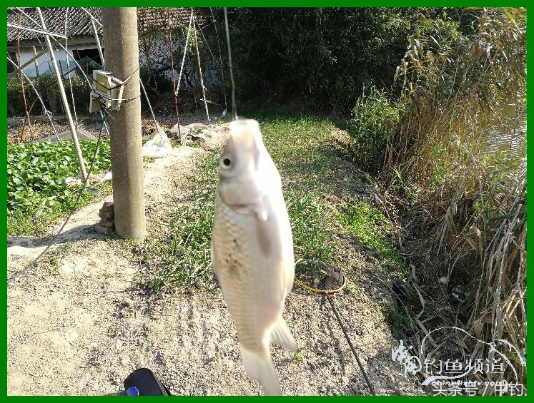 爽钓渔具,爽钓黄金版