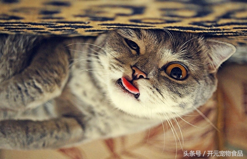 养猫家里都是猫毛怎么办,长期养猫的人肺里会积猫毛