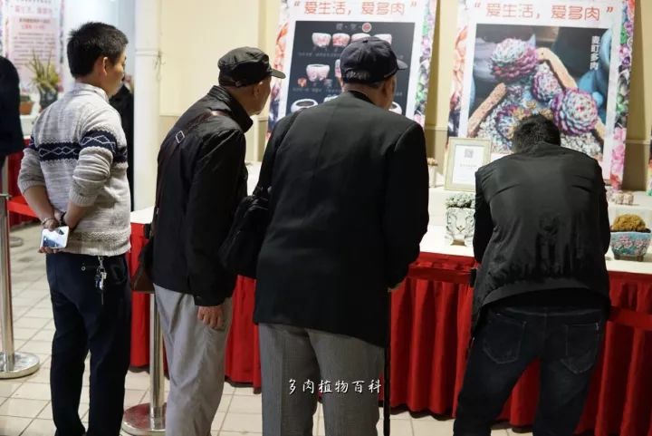 公认最美4种多肉植物图片,2014年上海多肉植物展图片