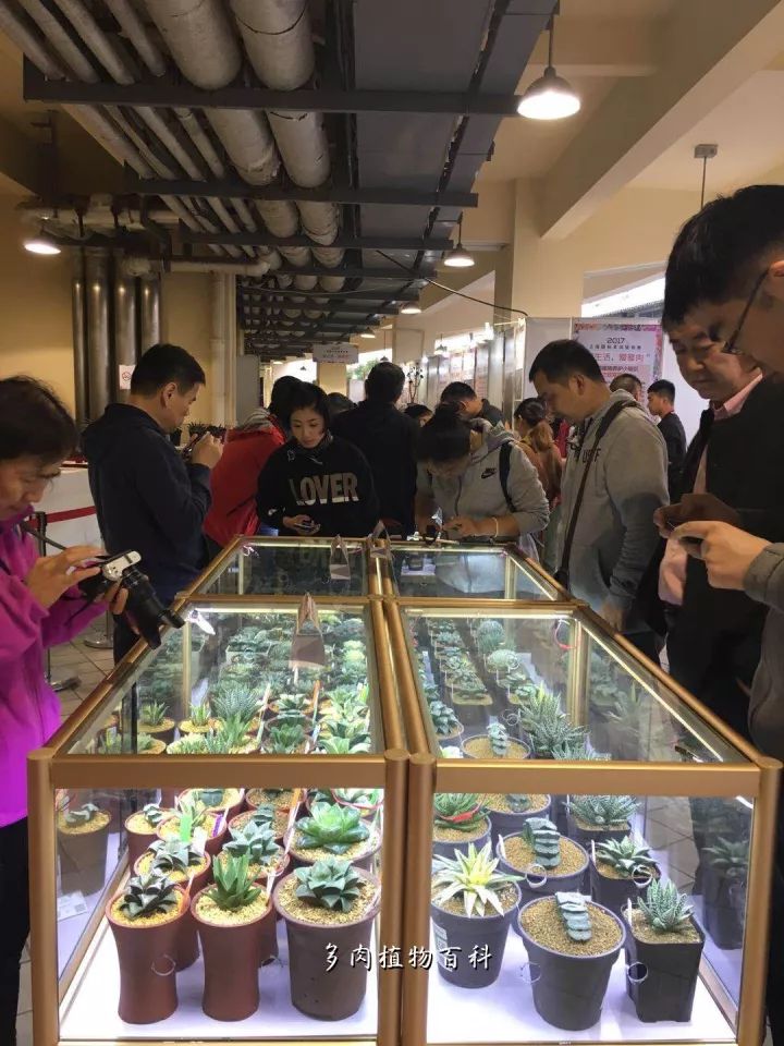 公认最美4种多肉植物图片,2014年上海多肉植物展图片