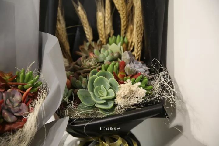 公认最美4种多肉植物图片,2014年上海多肉植物展图片