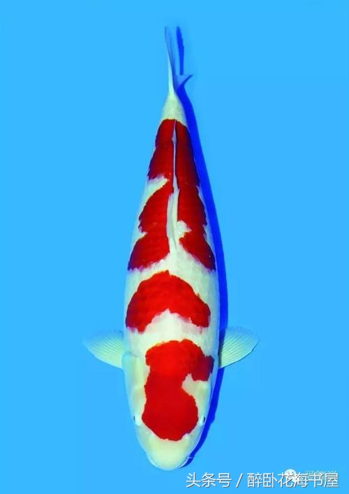 冬季锦鲤喂食的正确方法,冬季池塘锦鲤鱼如何过冬