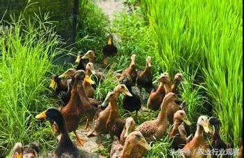 创业小黑板｜鸭稻共生、稻鳖共生、鸡茶共生、稻鱼共生