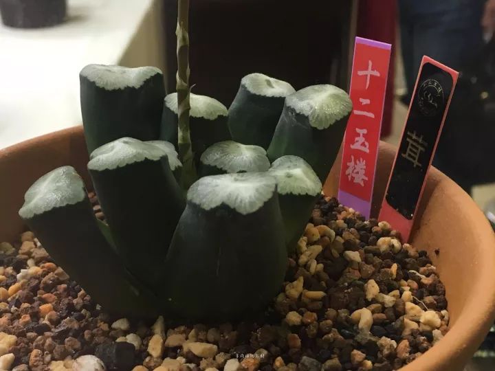 公认最美4种多肉植物图片,2014年上海多肉植物展图片