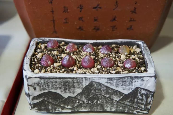 公认最美4种多肉植物图片,2014年上海多肉植物展图片