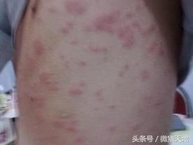 养猪技术手册,养猪技术手册四册