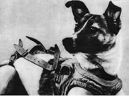 中国有哪些进入太空的动物,那些年登上太空的动物