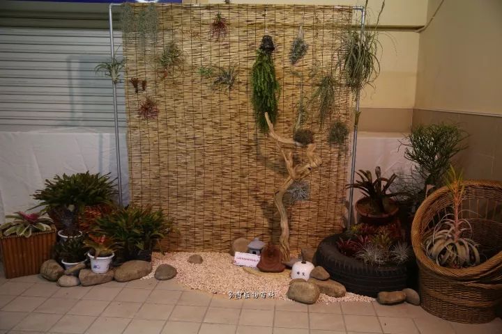 公认最美4种多肉植物图片,2014年上海多肉植物展图片