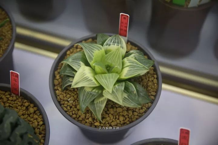 公认最美4种多肉植物图片,2014年上海多肉植物展图片