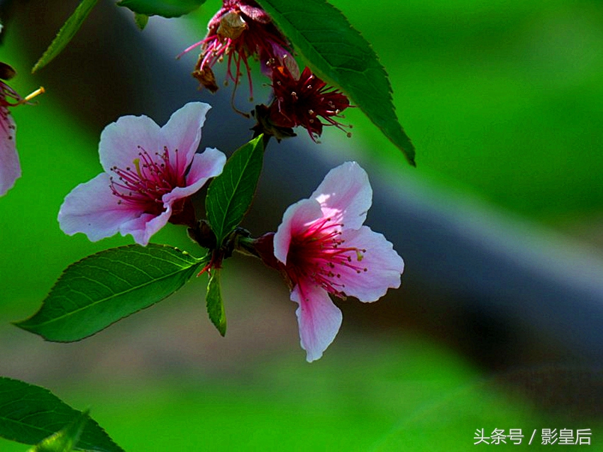 三生三世十里桃花诗,三生三世十里桃花帝君