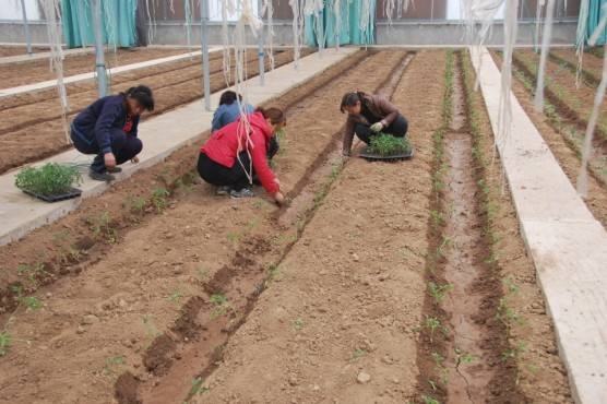 西红柿苗矮缩不长头啥原因,西红柿苗种上活了但是不长