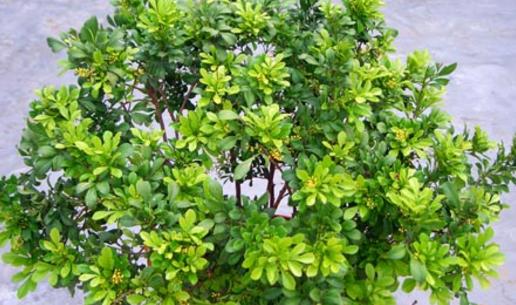 养花技巧：老花匠教你如何在春夏秋冬四季给米兰花浇水！