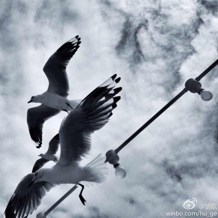 胡歌为什么拍戏唱主题曲,胡歌为什么演什么都能火