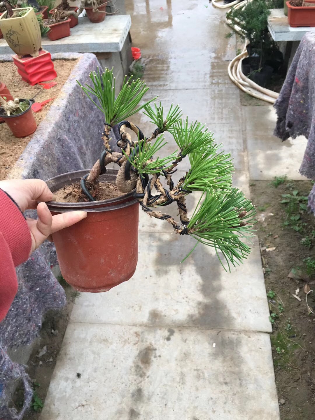 形态各异的黑松盆景,黑松盆景三支素材怎么造型