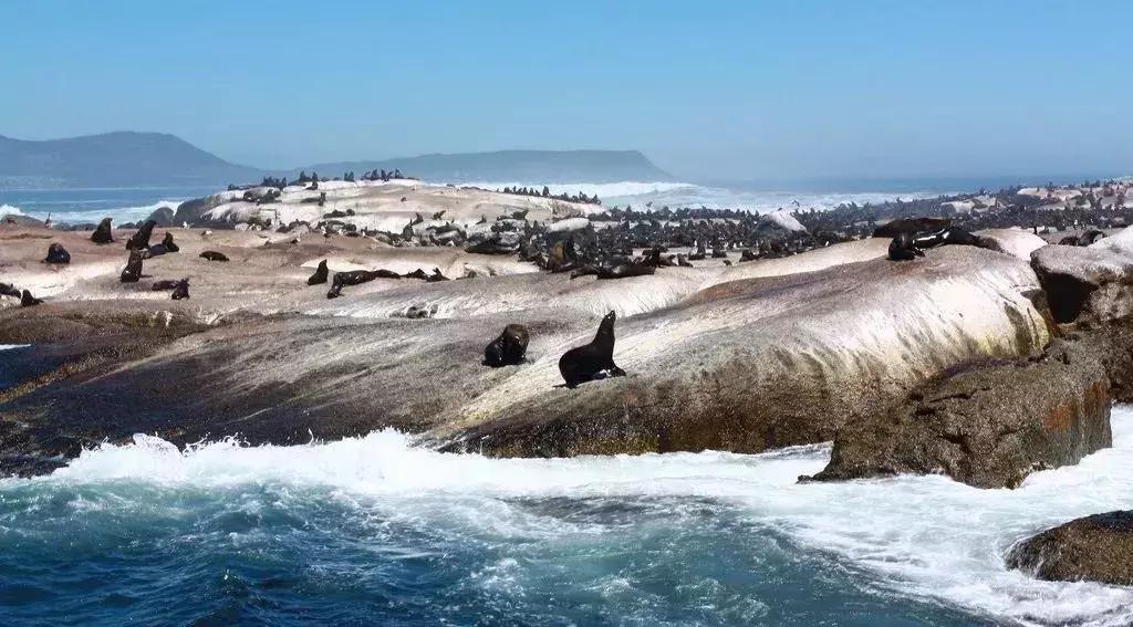 他花16年学会跟狮子交谈,而你花10天懂得了他的执著!
