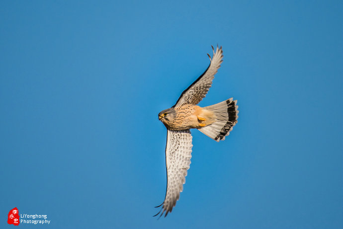 沈阳莫子山公园榆树,沈阳莫子山公园游记