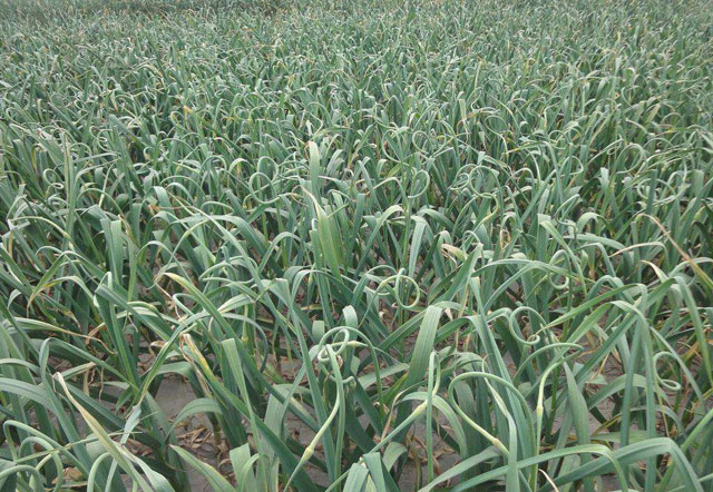 大蒜年年种老蒜地重茬怎么处理,大蒜大面积减产