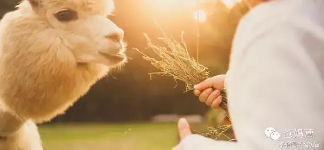 江浙沪十佳亲子酒店,适合亲子酒店推荐