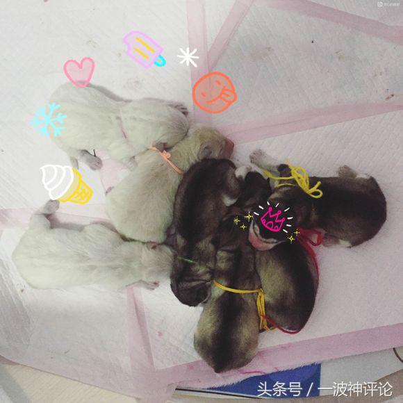 临产阿拉斯加,阿拉斯加过了临产期怎么办