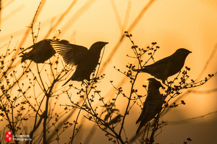 沈阳莫子山公园榆树,沈阳莫子山公园游记