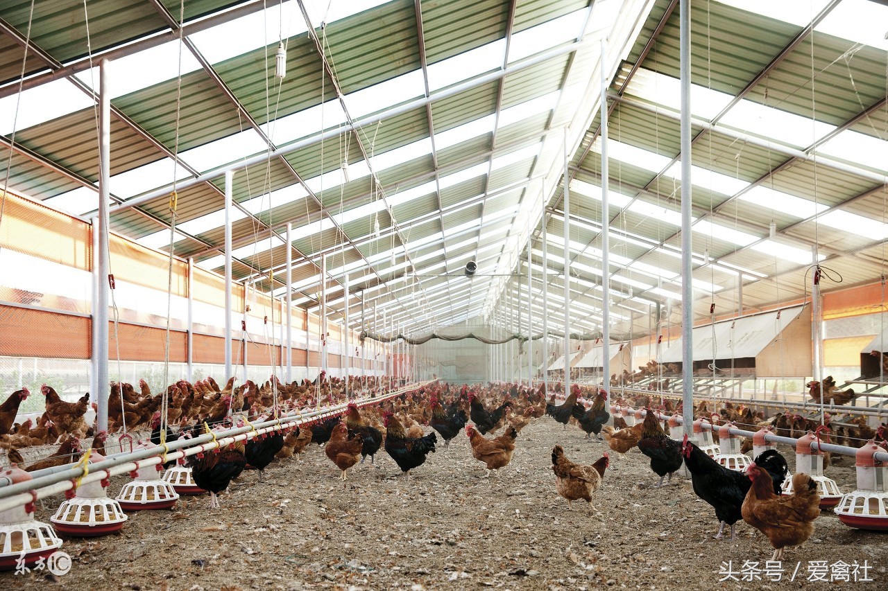 一公一母成年鼠繁衍,一年吃掉4.5万公斤饲料,让养殖场损失13万