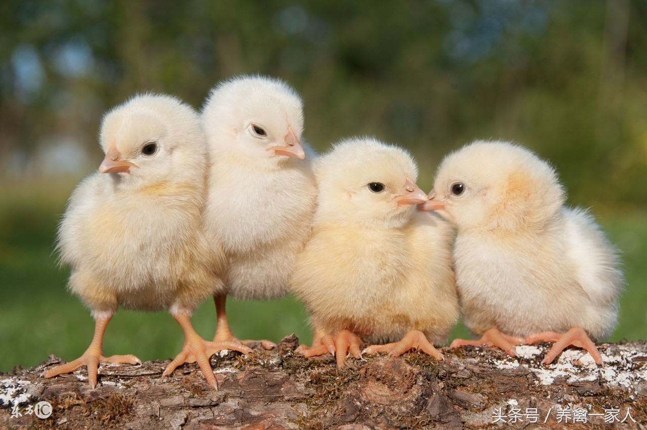 养鸡永不发瘟的土方法,养鸡必学的十大技巧
