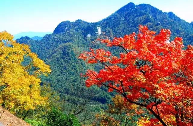 板栗树林旅游攻略,陕西板栗之乡风景图