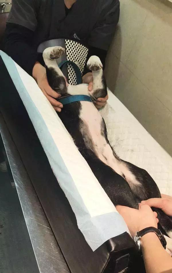 中国为什么没有正规的宠物医院,国内靠谱的宠物医院